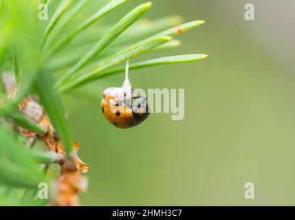 Brakonid Wespen Puppe auf ihr Host-Opfer (Dinocampus coccinellae) Stockfoto