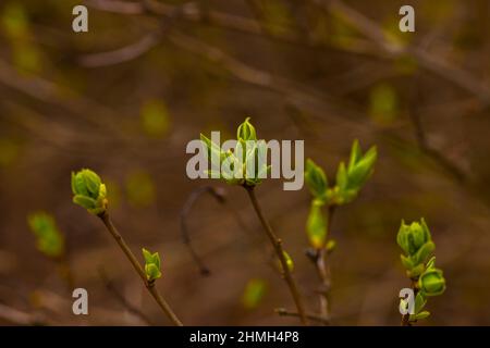 Zweige auf einem jungen Fliederbaum im Frühjahr mit neuen grünen Blättern, geringer Schärfentiefe, schönem weichen Bokeh Stockfoto