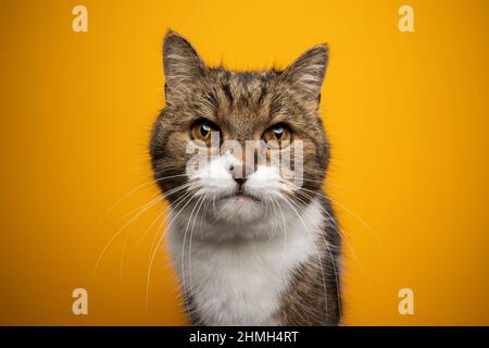Schöne gestromte weiße flauschige britische Kurzhaarkatze Porträt auf gelbem Hintergrund Stockfoto