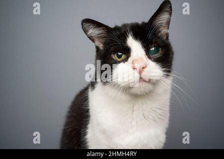 Behinderte gerettete schwarz-weiße Katze zahnlos und blind in einem Auge mit offenem Mund hervorstehende Zunge Porträt auf grauem Hintergrund Stockfoto