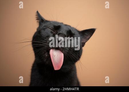 Lustige schwarze Katze ragt aus Zunge auf braunem Hintergrund Stockfoto