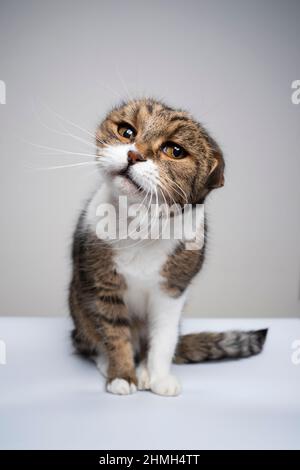 Lustige gestromte weiße Katze schüttelt den Kopf und schaut auf die Kamera Stockfoto