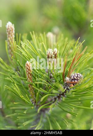 Bergkiefer mit Blumen und kleinen Zapfen, Pinus Mugo, Detail, Bayern, Deutschland Stockfoto