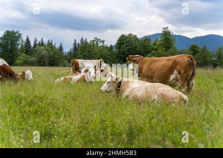 Fleckvieh steht und liegt gemütlich auf einer grünen Wiese im hohen Gras bei Wallgau, Bayern, Deutschland Stockfoto