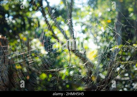 Die Spinne klettert im Garten auf das Netz. Stockfoto