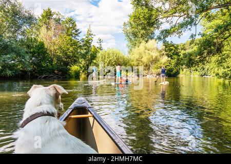 Kanufahren mit Hund und Stand Up Paddling auf der Enz bei Bietigheim-Bissingen, Deutschland Stockfoto