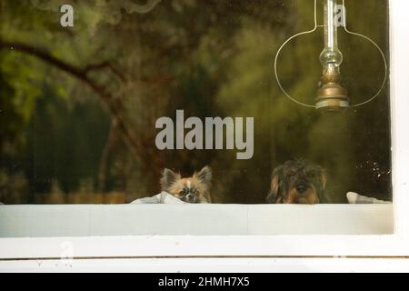 Zwei Hunde, die aus dem Fenster eines Sommerhauses blicken, langhaarige chihuahua und drahthaariger Dackel Stockfoto