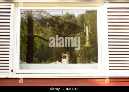 Zwei Hunde, die aus dem Fenster eines Sommerhauses blicken, langhaarige chihuahua und drahthaariger Dackel Stockfoto