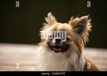 Chihuahua, langhaarig, junger Mann, lustiger Blick, Hund, Hochformat Stockfoto
