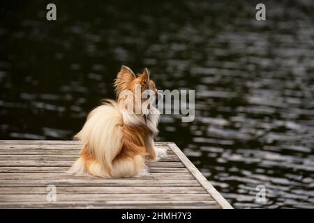 Langhaarige Chihuahua, junger Mann, der auf einem Steg sitzt Stockfoto