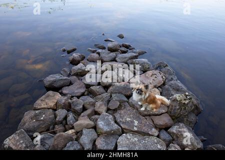 Langhaarige Chihuahua, die auf dem Stein am See sitzt und die Kamera anschaut, Juli, Finnland Stockfoto