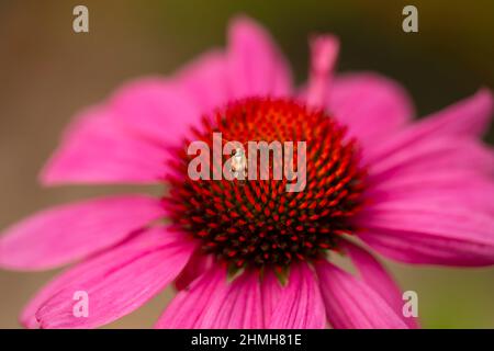 Nahaufnahme von purpurner Koneblume, Echinacea purea, Blume, Insekt Stockfoto