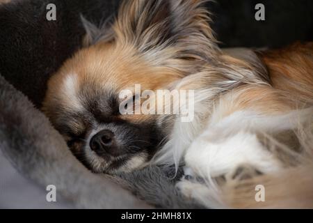 Langhaarige Chihuahua, sable gefärbt mit weißen Flecken, schlafen im Bett, Hund, Porträt Stockfoto