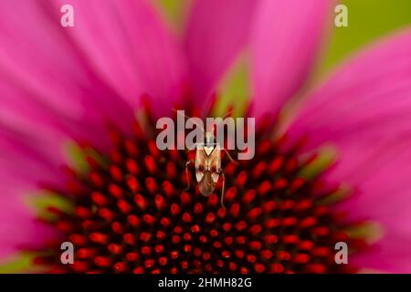 Nahaufnahme von purpurner Koneblume, Echinacea purea, Blume, Insekt Stockfoto