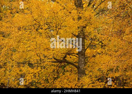 Birke in Herbstfarbe, Oktober, Finnland Stockfoto
