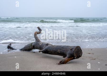 Driftwood am westlichen Strand bei Prerow Stockfoto