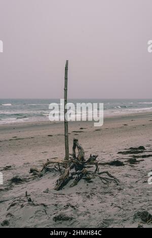 Driftwood am westlichen Strand bei Prerow Stockfoto