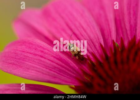 Nahaufnahme von purpurner Koneblume, Echinacea purea, Blume, Insekt Stockfoto