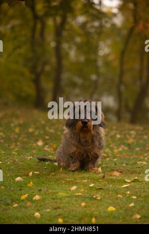 Dackel liegt auf einer Wiese, Herbstnatur, Finnland Stockfoto