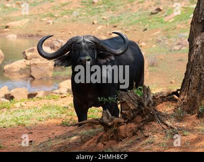Neugieriger afrikanischer Savanne-Büffelbulle Stockfoto
