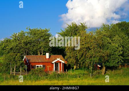 Europa, Schweden, Mittelschweden, Provinz Västergötland, kleines Holzhaus zwischen Obstbäumen in der Nähe von Axvall Stockfoto