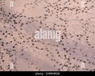 Europa, Schweden, Mittelschweden, Provinz Västergötland, Naturschutzgebiet Hornbugasjön bei Falköping, Spuren eines stummen Schwans im Schlamm Stockfoto