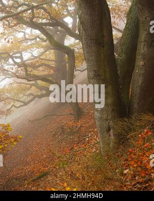 Europa, Deutschland, Hessen, Waldecker Land, Nationalpark Kellerwald-Edersee, Bad Wildungen, sessile Eichen und Buchen auf dem Urwaldsteig am Kahlen Hardt, Herbstnebel Stockfoto