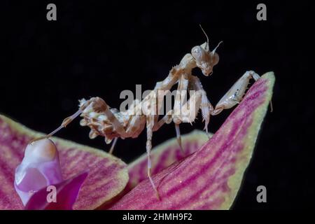 Eine Nahaufnahme einer Nymphe der Thistle Mantis aus dem Jahr L3, die über eine Orchideenblume klettert. Stockfoto