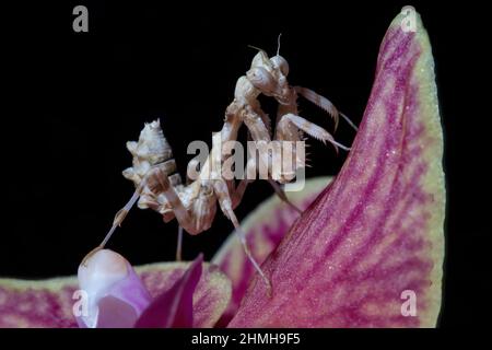 Eine Nahaufnahme einer Nymphe der Thistle Mantis aus dem Jahr L3, die über eine Orchideenblume klettert. Stockfoto