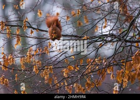 Eichhörnchen füttert im Winter Buchsnüsse Stockfoto