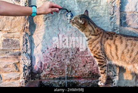 CAT trinkt Wasser aus dem Wasserhahn, Manarola, Cinque Terre, Ligurien, Italien, Europa Stockfoto