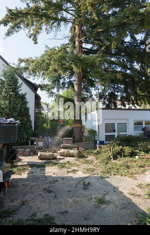 Serie von Bildern für einen Baumschlag. Stockfoto