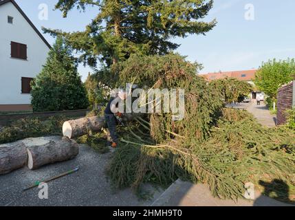 Serie von Bildern für einen Baumschlag. Stockfoto