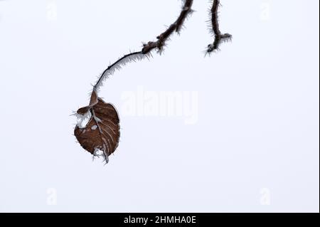 Filigrane Nadeln aus Raureif auf einem Blatt, Deutschland, Baden-Württemberg Stockfoto