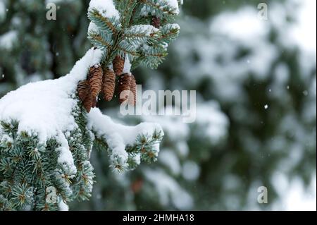 Winterwald, verschneite Fichten mit Zapfen (serbische Fichte), Schneefall, Deutschland, Hessen Stockfoto