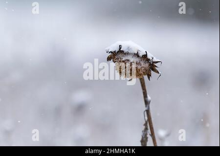 Verwelkte Spitze einer Sonnenblume mit Schneekappe, Deutschland, Hessen Stockfoto