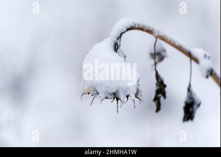 Verwelkte Spitze einer Sonnenblume mit Schneekappe, Deutschland, Hessen Stockfoto