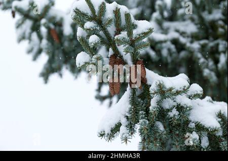 Winterwald, verschneite Fichten mit Zapfen (serbische Fichte), Schneefall, Deutschland, Hessen Stockfoto