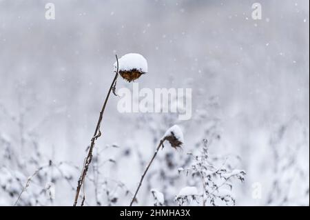 Verwelkte Spitze einer Sonnenblume mit Schneekappe, Deutschland, Hessen Stockfoto