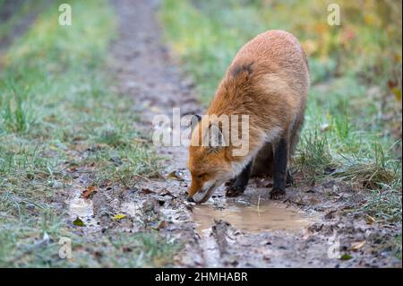 Rotfuchs trinkt aus einer Pfütze auf einem Waldweg, Vulpes vulpes, Winter, Hessen, Deutschland, Europa Stockfoto