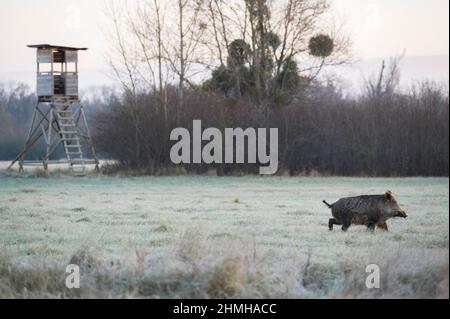 Wildschwein läuft an einem hohen Sitz vorbei, Sus scrofa, Winter, Raureif, Hessen, Deutschland, Europa Stockfoto