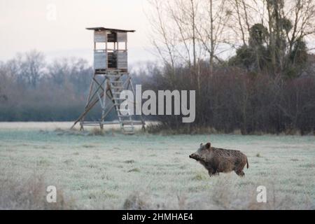 Wildschwein steht vor einem hohen Sitz, Sus scrofa, Winter, Raureif, Hessen, Deutschland, Europa Stockfoto