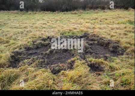 Wildschaden durch Wildschweine auf einer Wiese, Dezember, Hessen, Deutschland Stockfoto