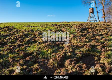 Wildschaden durch Wildschwein auf einer Wiese, im Hintergrund ein hoher Sitz, Spessart, Hessen, Deutschland Stockfoto