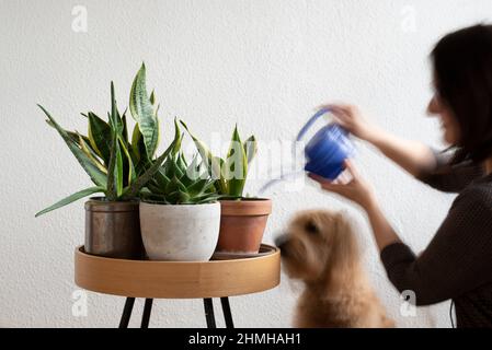 Eine Frau bewässert Hauspflanzen, ein Hund beobachtet (posierte Szene). Am 10th. Januar ist „Houseplant Appreciation Day“. Der Ehrentag ist eine Erfindung der US-Internet-Community „The Gardener's Network“. Es soll die Menschen nach den Weihnachtsferien und dem Trubel des neuen Jahres daran erinnern, dass sie sich wieder mehr um ihre Zimmerpflanzen kümmern sollten. Stockfoto