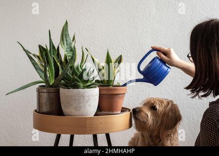 Eine Frau bewässert Hauspflanzen, ein Hund beobachtet (posierte Szene). Am 10th. Januar ist „Houseplant Appreciation Day“. Der Ehrentag ist eine Erfindung der US-Internet-Community „The Gardener's Network“. Es soll die Menschen nach den Weihnachtsferien und dem Trubel des neuen Jahres daran erinnern, dass sie sich wieder mehr um ihre Zimmerpflanzen kümmern sollten. Stockfoto
