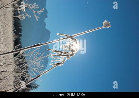 Winterwanderung am Barmsee bei Krün Schneekristalle verzaubern die verträumte Winterlandschaft, im Hintergrund das Karwendelgebirge, hinterleuchtet, Süddeutschland, Oberbayern, Schnee, Winter, Schnee, Bäume, Deutschland, Bayern, Werdenfels, Stockfoto