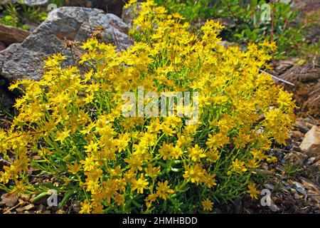 Gelbe Bergsaxifrage, Saxifraga aizoides, Lage Frühlingswiesen, feuchte Felsschuttgemeinden im Ultental Stockfoto