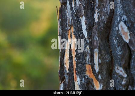 Schwarzkiefer, Pinus nigra, Rinde, Detail, Katalonien, Spanien Stockfoto