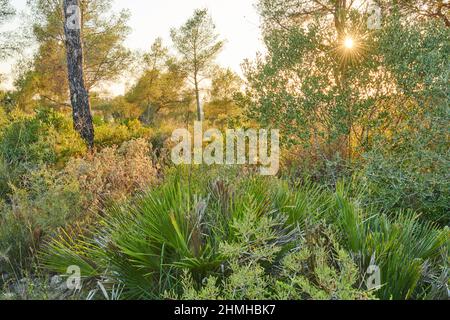 Zwergpalme (Chamaerops humilis), wächst in den Büschen, Vegetation im Abendlicht, Katalonien, Spanien, Europa Stockfoto